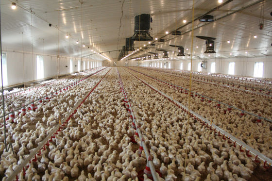 Struttura in acciaio pesante Poultry House HDG Bolts Connection Steel Frame Farm Buildings