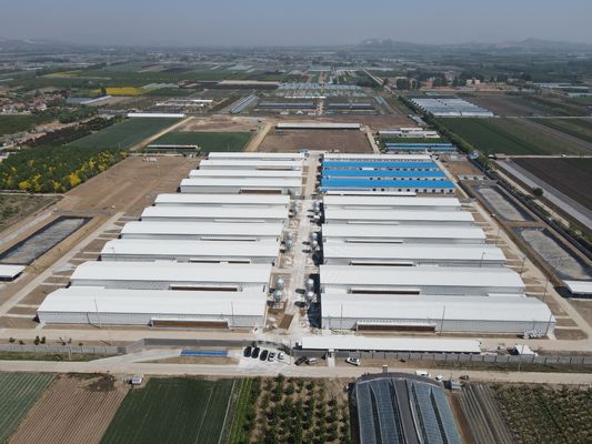 Edifici strutturali industriali in acciaio Prefabbricati in acciaio Casa di pollame su misura